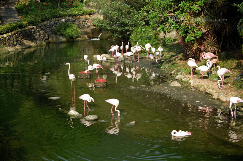 无人,站,横图,俯视,室外,白天,度假,湖,湖泊,石头,美景,水,植物,城市风光,城市,丹顶鹤,香港,中国,亚洲,许多,阴影,波纹,光线,鹤,石子,影子,湖面,景观,水流,水面,涟漪,很多,注视,娱乐,树,树木,绿色,倒影,水纹,阳光,自然,波浪,湖水,观察,看,站着,享受,休闲,景色,放松,生长,成长,观看,吉祥,港,察看,倒映,高雅,关注,东亚,香港岛,香港特别行政区,港澳台,中华人民共和国,水晕,长寿,鴜鷜,忠贞,反照,港岛,石块,仙鹤,站立,半身,彩图,高角度拍摄,黄竹坑,香港海洋公园,shzwj1