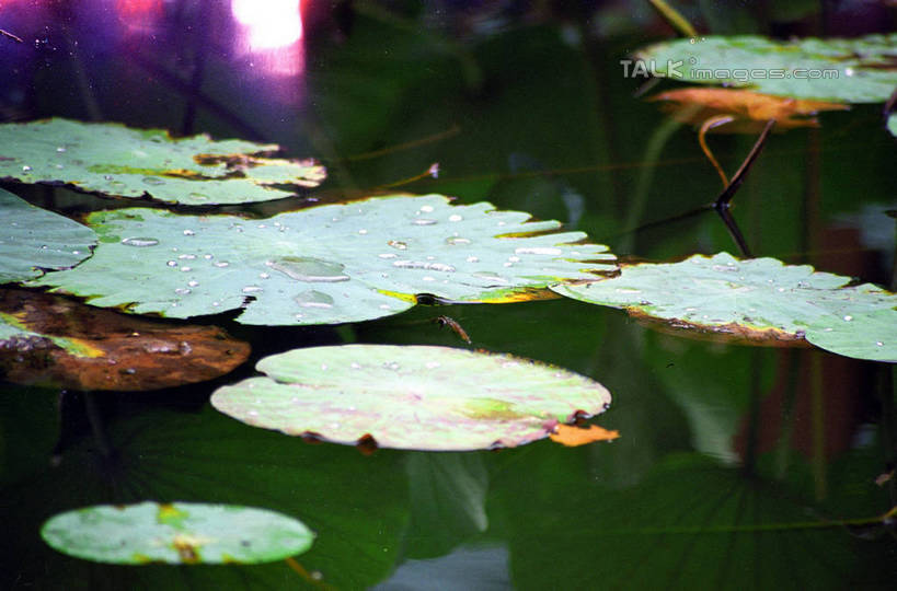 无人,横图,室外,特写,白天,正面,美景,睡莲,叶子,阴影,朦胧,模糊,盛开,光线,纹路,纹理,影子,池塘,景观,水池,荷叶,花蕾,花,花瓣,花朵,鲜花,阳光,自然,花苞,花蕊,景色,自然风光,纯真,妖艳,肌理,莲叶,水芹花,抒情,洁净,水洋花,小莲花,子午莲,叶,叶片,彩图,shzwj1