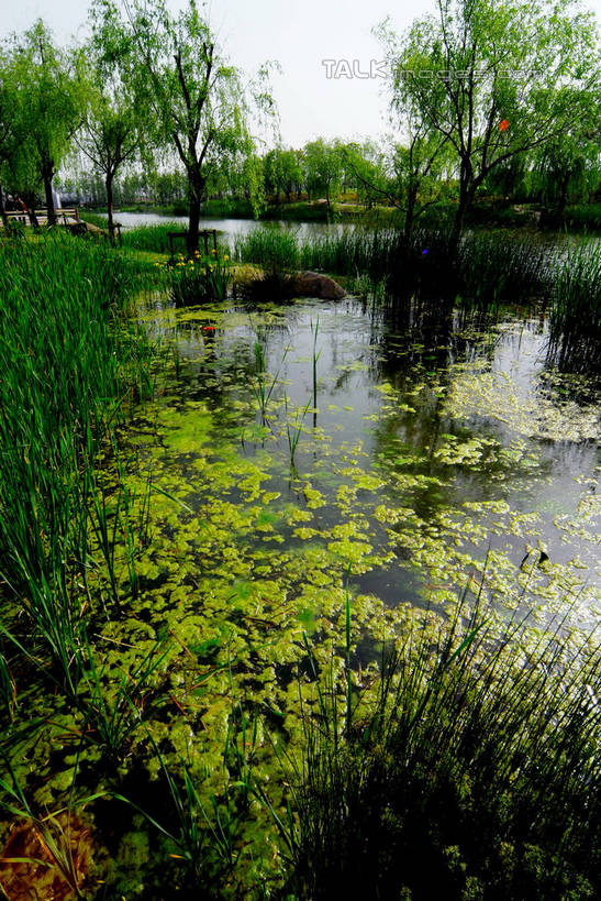 无人,竖图,室外,白天,正面,旅游,度假,草地,草坪,河流,美景,树林,水,植物,上海,中国,亚洲,阴影,光线,影子,河水,景观,水流,娱乐,草,树,树木,蓝色,绿色,蓝天,天空,阳光,自然,天,享受,休闲,景色,放松,生长,晴朗,成长,申,自然风光,杨浦区,东亚,上海市,新江湾城,万里无云,中华人民共和国,沪,华东地区,晴空,晴空万里,彩图,shzxz1