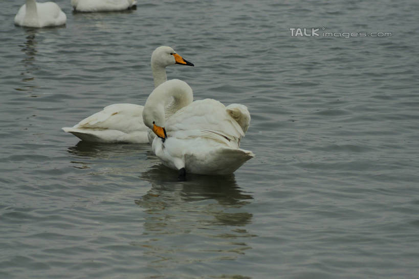 无人,站,横图,俯视,室外,白天,旅游,度假,湖,湖泊,美景,沙滩,水,鸟,野生动物,天鹅,中国,亚洲,四只,咬,阴影,光线,鸟类,沙子,影子,河岸,河滩,湖面,景观,水流,水面,沙地,娱乐,山东,倒影,阳光,自然,动物,湖水,低头,站着,享受,休闲,景色,放松,可爱,游动,波光粼粼,啄,咬着,倒映,自然风光,梳理,东亚,山东省,威海,中华人民共和国,华东地区,鲁,垂头,威海市,反照,鹄,站立,半身,彩图,高角度拍摄,荣成,荣成市,shzyn1