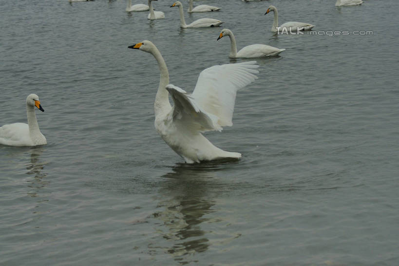 无人,站,横图,俯视,室外,白天,旅游,度假,湖,湖泊,美景,水,鸟,野生动物,天鹅,中国,亚洲,许多,伸展,咬,张开,展翅,阴影,光线,翅膀,鸟类,影子,湖面,景观,水流,水面,娱乐,山东,倒影,阳光,自然,动物,湖水,低头,站着,享受,休闲,景色,放松,可爱,游动,波光粼粼,啄,咬着,倒映,自然风光,梳理,东亚,张开翅膀,山东省,威海,中华人民共和国,华东地区,鲁,垂头,威海市,反照,展开翅膀,鹄,站立,半身,彩图,高角度拍摄,荣成,荣成市,shzyn1