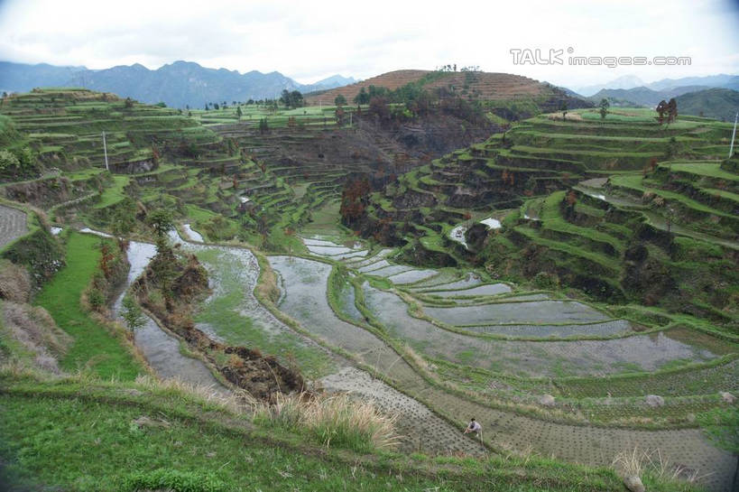 无人,农田,横图,俯视,室外,白天,旅游,度假,农业,庄稼,梯田,农作物,草地,草坪,美景,山,山脉,植物,中国,亚洲,曲折,弯曲,稻田,景观,山峰,山峦,娱乐,浙江,草,树,树木,浙江省,绿色,天空,自然,群山,天,享受,休闲,景色,放松,蜿蜒,生长,成长,自然风光,东亚,永嘉,中华人民共和国,华东地区,浙,茗岙,温州,温州市,彩图,高角度拍摄,耕地,庄稼田,茗岙乡,永嘉县,shzyn1