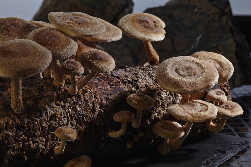 无人,横图,俯视,室内,特写,白天,石头,蔬菜,许多,阴影,朦胧,模糊,新鲜,反射,石子,影子,菌菇,食品,棕色,树桩,很多,菌类,树,树干,食物,木桩,食用菌,有机食品,绿色食品,真菌,石块,岩石,彩图,高角度拍摄,shjb1