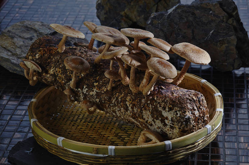 无人,横图,俯视,室内,特写,白天,石头,蔬菜,许多,阴影,朦胧,模糊,新鲜,反射,石子,影子,菌菇,食品,棕色,树桩,很多,菌类,竹扁,树,树干,食物,一个,木桩,食用菌,有机食品,绿色食品,竹编,单个,真菌,石块,岩石,彩图,高角度拍摄,shjb1