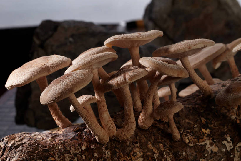 无人,横图,俯视,室内,特写,白天,石头,蔬菜,许多,阴影,朦胧,模糊,新鲜,反射,石子,影子,菌菇,食品,棕色,树桩,很多,菌类,竹扁,树,树干,食物,一个,木桩,食用菌,有机食品,绿色食品,竹编,单个,真菌,石块,岩石,彩图,高角度拍摄,shjb1