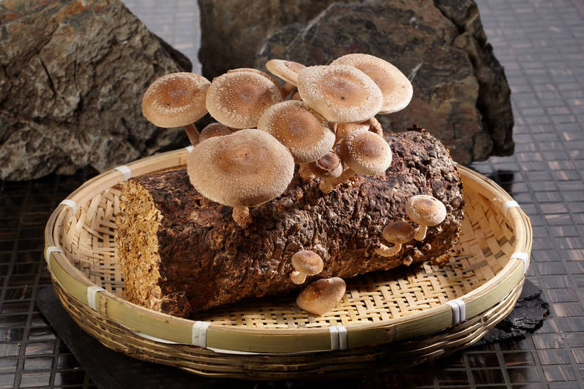 无人,横图,俯视,室内,特写,白天,石头,蔬菜,许多,阴影,朦胧,模糊,新鲜,反射,石子,影子,菌菇,食品,棕色,树桩,很多,菌类,竹扁,树,树干,食物,一个,木桩,食用菌,有机食品,绿色食品,竹编,单个,真菌,石块,岩石,彩图,高角度拍摄,shjb1