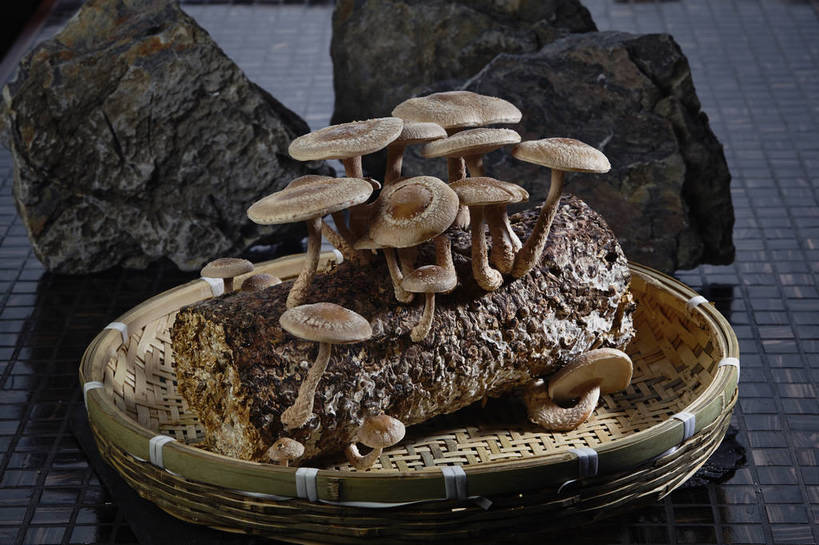 无人,横图,俯视,室内,特写,白天,石头,蔬菜,许多,阴影,朦胧,模糊,新鲜,反射,石子,影子,菌菇,食品,棕色,树桩,很多,菌类,竹扁,树,树干,食物,一个,木桩,食用菌,有机食品,绿色食品,竹编,单个,真菌,石块,岩石,彩图,高角度拍摄,shjb1