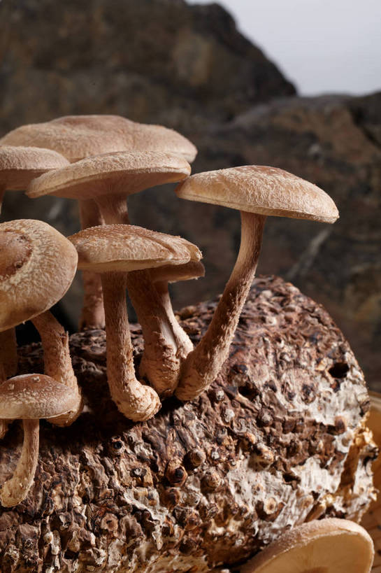 无人,竖图,室内,特写,白天,正面,石头,蔬菜,许多,阴影,朦胧,模糊,新鲜,反射,石子,影子,菌菇,食品,棕色,树桩,很多,菌类,树,树干,食物,木桩,食用菌,有机食品,绿色食品,真菌,石块,岩石,彩图,shjb1