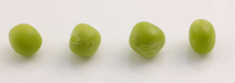 无人,横图,俯视,室内,特写,白天,植物,餐桌,桌子,蔬菜,一排,灰色背景,新鲜,整齐,豆类,豆子,豌豆,食品,荷兰豆,食物,排列,绿色,摄影,有机食品,绿色食品,影棚,餐台,队列,摄影棚,雪豆,豆科,寒豆,毕豆,麻累,国豆,小寒豆,麦豌豆,四粒,彩图,高角度拍摄,影棚拍摄,拍摄,shjb1