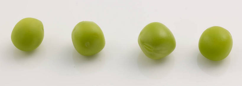 无人,横图,俯视,室内,特写,白天,植物,餐桌,桌子,蔬菜,一排,灰色背景,新鲜,整齐,豆类,豆子,豌豆,食品,荷兰豆,食物,排列,绿色,摄影,有机食品,绿色食品,影棚,餐台,队列,摄影棚,雪豆,豆科,寒豆,毕豆,麻累,国豆,小寒豆,麦豌豆,四粒,彩图,高角度拍摄,影棚拍摄,拍摄,shjb1