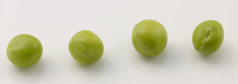 无人,横图,俯视,室内,特写,白天,植物,餐桌,桌子,蔬菜,一排,灰色背景,新鲜,整齐,豆类,豆子,豌豆,食品,荷兰豆,食物,排列,绿色,摄影,有机食品,绿色食品,影棚,餐台,队列,摄影棚,雪豆,豆科,寒豆,毕豆,麻累,国豆,小寒豆,麦豌豆,四粒,彩图,高角度拍摄,影棚拍摄,拍摄,shjb1