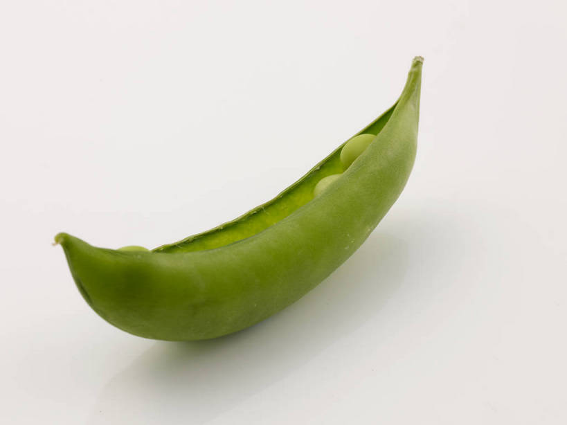 无人,横图,俯视,室内,特写,白天,植物,蔬菜,一排,许多,灰色背景,新鲜,整齐,壳,豆类,豆子,豌豆,食品,很多,荷兰豆,食物,排列,一个,绿色,打开,摄影,有机食品,绿色食品,影棚,单个,开启,队列,摄影棚,雪豆,豆科,寒豆,毕豆,麻累,国豆,小寒豆,麦豌豆,彩图,高角度拍摄,影棚拍摄,拍摄,shjb1