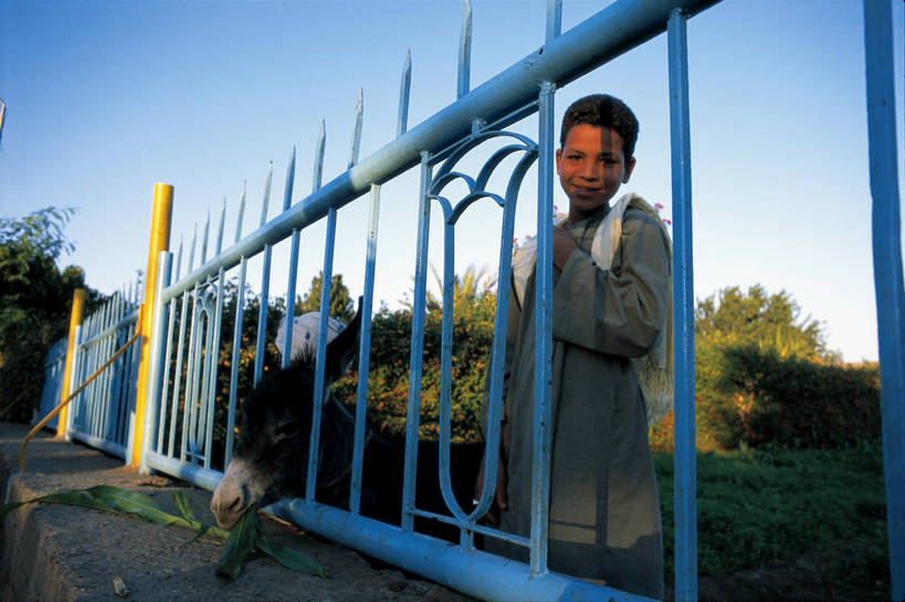 农场,栏杆,横图,彩色,室外,白天,旅游,草地,非洲,埃及,文化,树,小孩,自然,动物,旅游胜地,摄影,生活方式,观看,驴,北非,阿非利加洲,古埃及文明,男孩,彩图,旅行,高兴,愉快,bj174