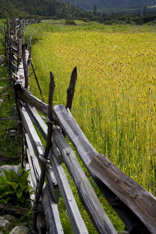 竖图,室外,白天,草地,草坪,名胜古迹,植物,中国,亚洲,收成,丰富,丰收,木头,栅栏,丰盛,文化,拉萨,林芝,西藏,少数民族,民族,草,花,树,黄色,绿色,天空,自然,旅游胜地,摄影,蜿蜒,收获,自然风光,藏,东亚,西藏自治区,藏传佛教,中华人民共和国,西南地区,丰登,丰硕,富饶,富裕,劳绩,彩图,林芝地区,中国少数民族,充裕,林芝县,鲁朗林海,鲁朗镇,草甸,西藏江南,bj174