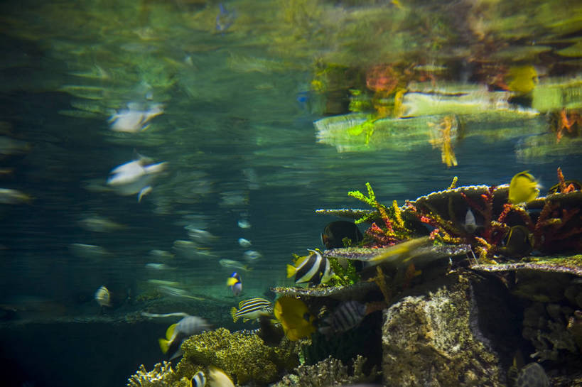 人群,横图,彩色,室内,白天,旅游,度假,美景,城市风光,城市,香港,中国,亚洲,行人,游客,游人,表演,鱼,图片,景观,美丽,娱乐,鱼类,路人,旅客,海洋馆,海洋公园,享受,休闲,旅游胜地,景色,放松,摄影,观看,海滨,参观,东亚,海底动物,中华人民共和国,繁荣,绚丽,发达,过客,海,旅游者,彩图,旅行,bj174