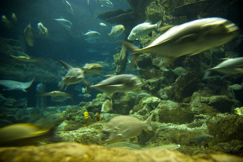 人群,横图,彩色,室内,白天,旅游,度假,美景,城市风光,城市,香港,中国,亚洲,行人,游客,游人,表演,鱼,图片,景观,美丽,娱乐,鱼类,路人,旅客,海洋馆,海洋公园,享受,休闲,旅游胜地,景色,放松,摄影,观看,海滨,参观,东亚,海底动物,中华人民共和国,繁荣,绚丽,发达,过客,海,旅游者,彩图,旅行,bj174