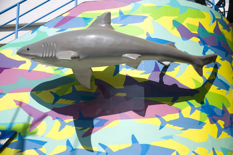 人群,横图,彩色,室外,白天,旅游,度假,美景,城市风光,城市,香港,中国,亚洲,行人,游客,游人,表演,鱼,图片,景观,美丽,娱乐,鱼类,路人,旅客,海洋馆,海洋公园,享受,休闲,旅游胜地,景色,放松,摄影,观看,海滨,参观,东亚,海底动物,中华人民共和国,繁荣,绚丽,发达,过客,海,旅游者,彩图,旅行,bj174