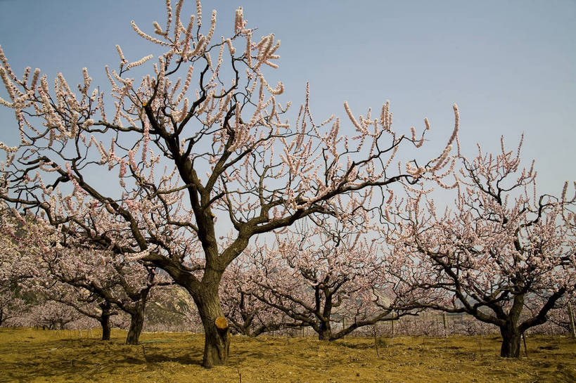 公园,横图,彩色,室外,白天,旅游,度假,草地,桃花,北京,中国,亚洲,花,树,桃树,自然,春天,休闲,旅游胜地,景色,摄影,美好,东亚,中华人民共和国,旅行,bj174