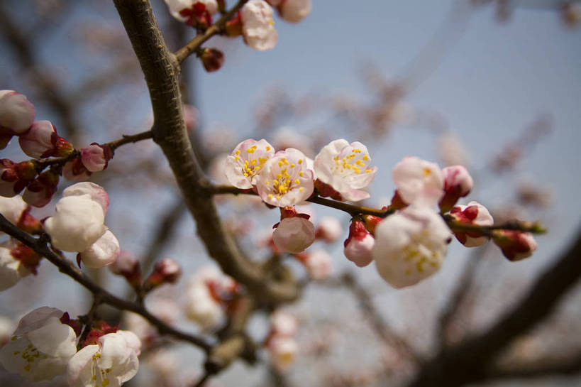 公园,横图,彩色,室外,特写,白天,旅游,度假,桃花,北京,中国,亚洲,局部,花,花瓣,树,桃树,自然,春天,休闲,旅游胜地,景色,摄影,美好,东亚,中华人民共和国,旅行,bj174