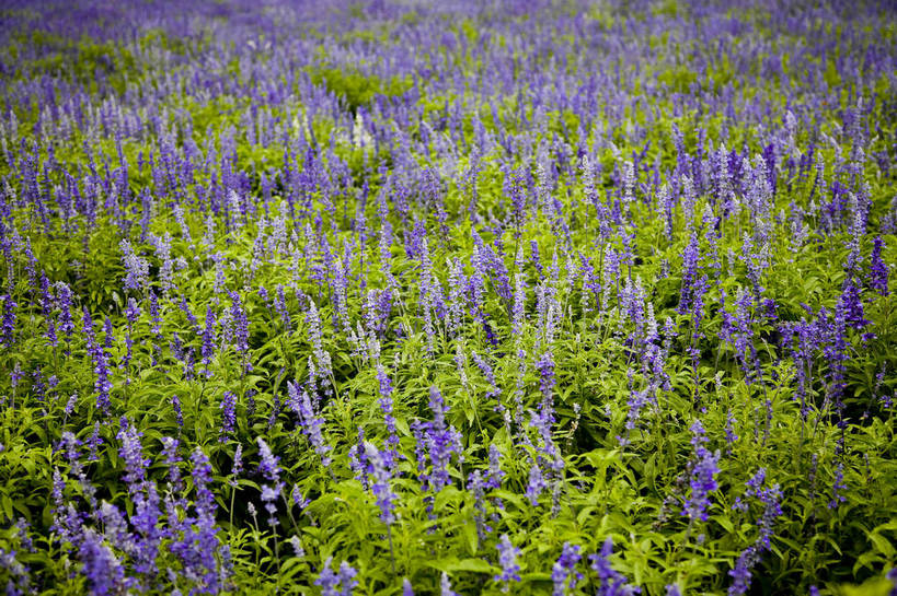 横图,彩色,室外,特写,白天,草地,植物,中国,亚洲,观赏,美丽,花卉,紫色,自然,薰衣草,摄影,花草,美好,东亚,中华人民共和国,bj174