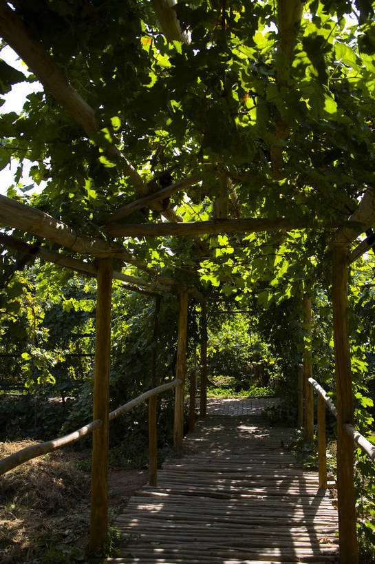 无人,竖图,彩色,室外,白天,农业,农作物,葡萄,中国,亚洲,葡萄园,竖,摄影,东亚,种植园,吐鲁番,新疆,中华人民共和国,bj174