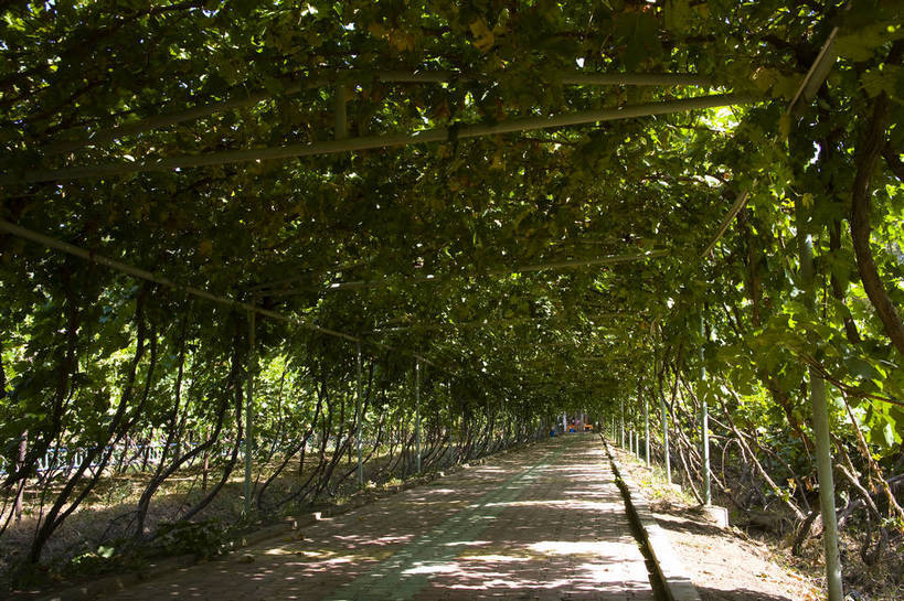 无人,横图,彩色,室外,白天,农业,农作物,葡萄,中国,亚洲,葡萄园,摄影,东亚,种植园,吐鲁番,新疆,中华人民共和国,bj174