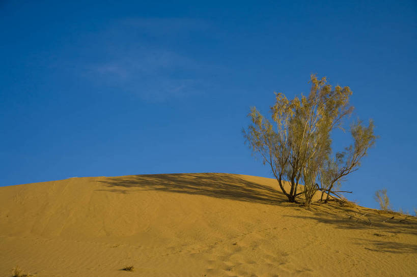 无人,横图,彩色,室外,特写,白天,旅游,度假,名胜古迹,沙漠,植物,标志建筑,地标,建筑,中国,亚洲,遗迹,沙丘,古迹,文物,娱乐,建设,古建筑,树,自然,享受,休闲,旅游胜地,放松,摄影,自然风光,古文明,东亚,新疆,中华人民共和国,阿勒泰,沙棘,旅行,bj174