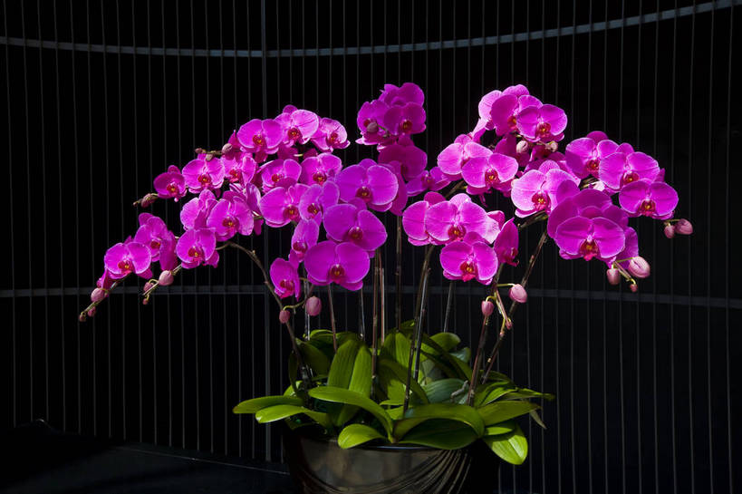 无人,横图,彩色,室内,特写,白天,植物,台湾,中国,亚洲,鲜艳,花朵,花卉,自然,摄影,展览,东亚,中华人民共和国,兰花,bj174