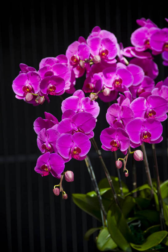 无人,竖图,彩色,室内,特写,白天,植物,台湾,中国,亚洲,鲜艳,花朵,花卉,自然,竖,摄影,展览,东亚,中华人民共和国,兰花,bj174