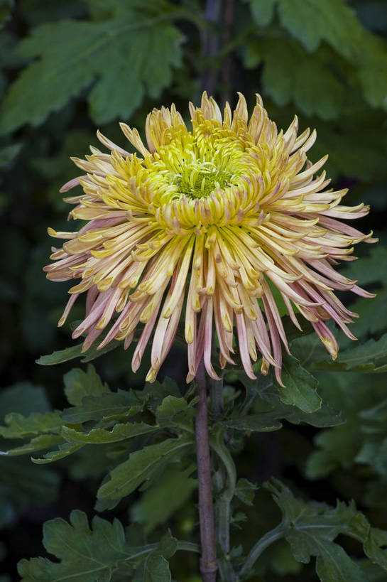 无人,竖图,彩色,室外,特写,白天,植物,美丽,花,花朵,花卉,自然,菊花,竖,摄影,bj174