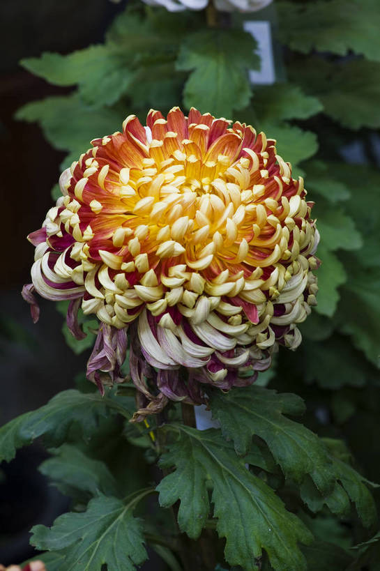 无人,竖图,彩色,室外,特写,白天,植物,美丽,花,花朵,花卉,自然,菊花,竖,摄影,bj174