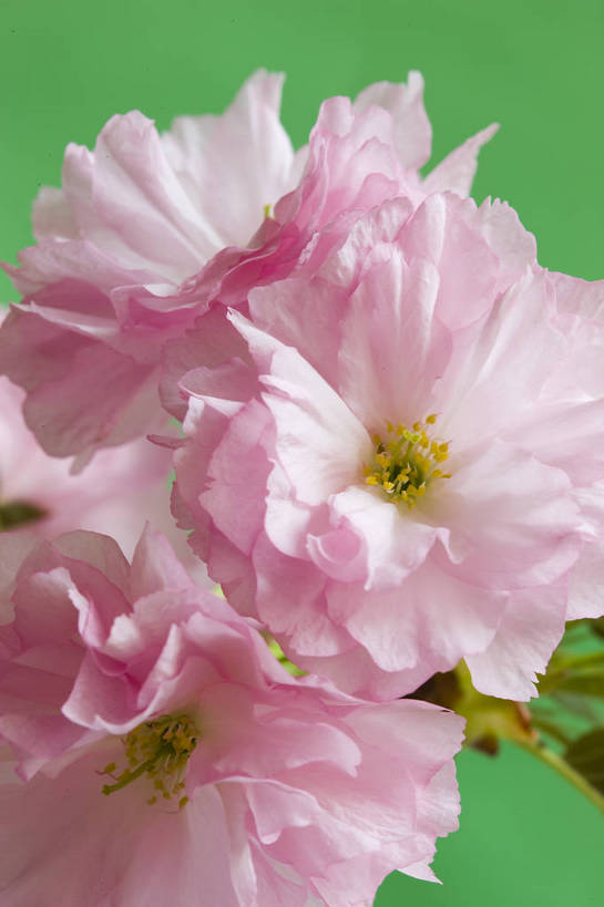 竖图,彩色,室内,特写,白天,桃花,北京,中国,局部,图片,花,花朵,花卉,自然,竖,摄影,东亚,影棚拍摄,bj174