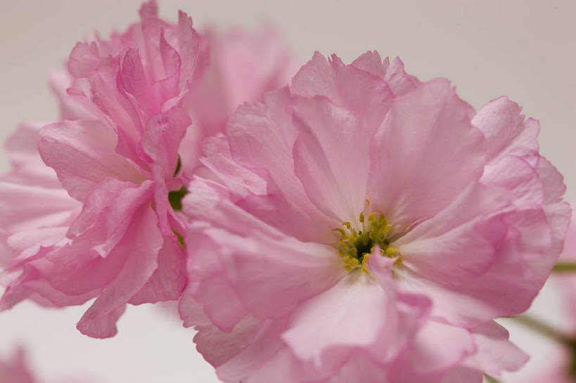 横图,彩色,室内,特写,白天,桃花,北京,中国,局部,图片,花,花朵,花卉,自然,摄影,东亚,影棚拍摄,bj174