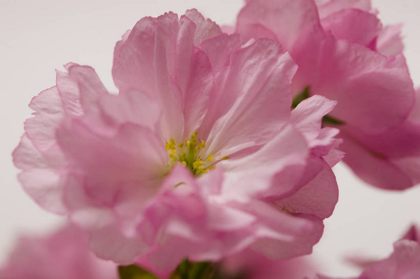 横图,彩色,室内,特写,白天,桃花,北京,中国,局部,图片,花,花朵,花卉,自然,摄影,东亚,影棚拍摄,bj174