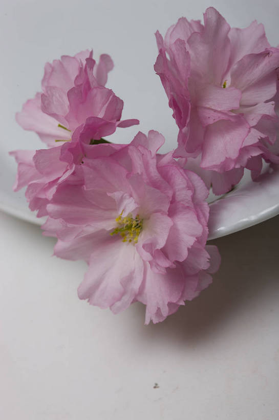 竖图,彩色,室内,特写,白天,桃花,北京,中国,局部,图片,花,花朵,花卉,自然,盘子,竖,摄影,道具,东亚,影棚拍摄,bj174