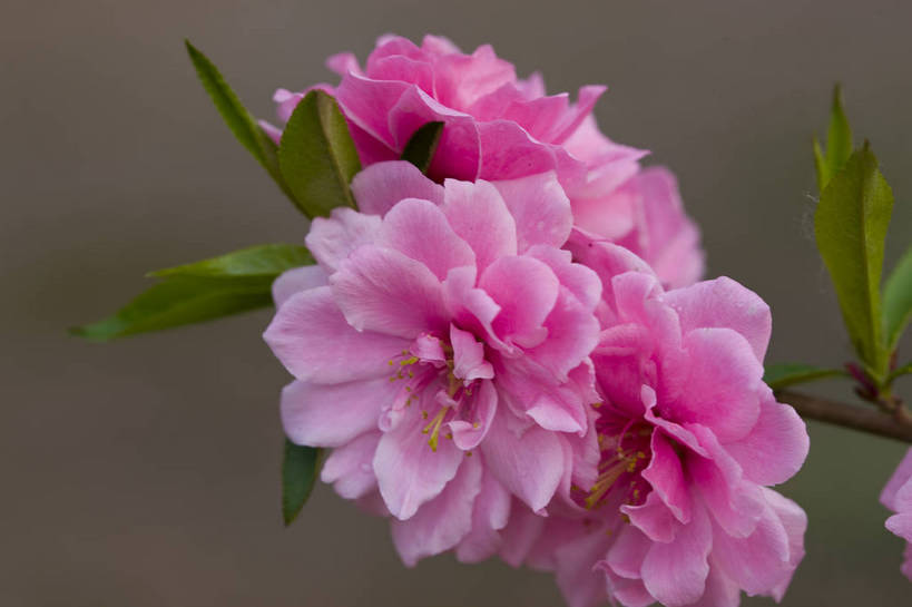 横图,彩色,室内,特写,白天,桃花,北京,中国,局部,图片,花,花朵,花卉,自然,摄影,东亚,影棚拍摄,bj174