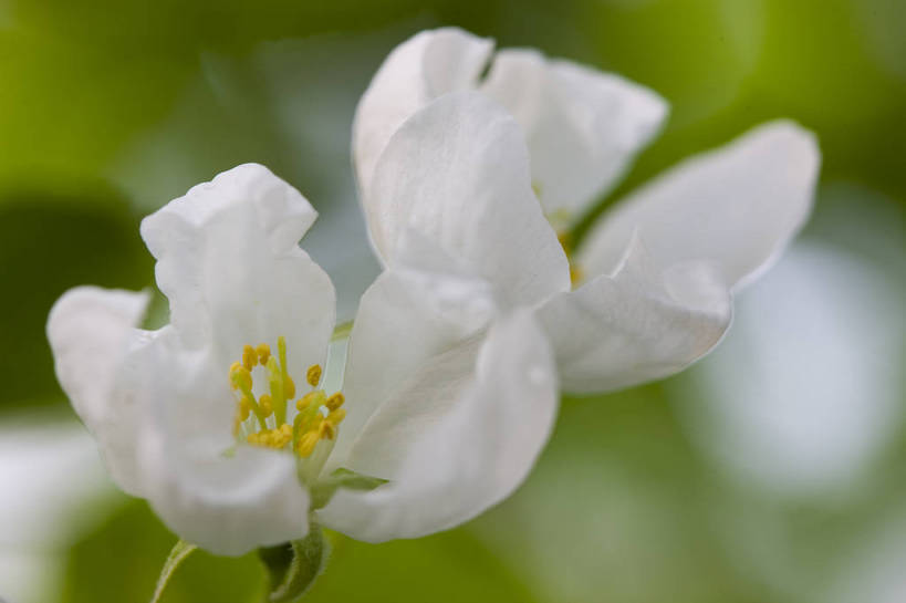 横图,彩色,室外,特写,白天,桃花,北京,中国,局部,图片,花,花朵,花卉,自然,摄影,东亚,bj174