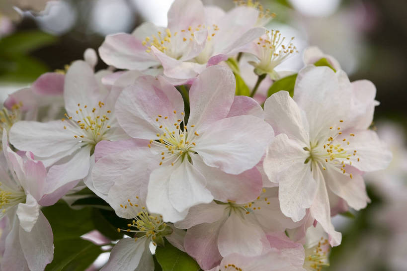 横图,彩色,室外,特写,白天,桃花,北京,中国,局部,图片,花,花朵,花卉,自然,摄影,东亚,bj174