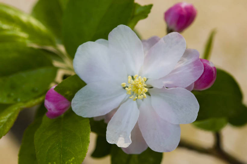 横图,彩色,室外,特写,白天,海棠花,北京,中国,局部,图片,花,花朵,花卉,自然,摄影,东亚,bj174