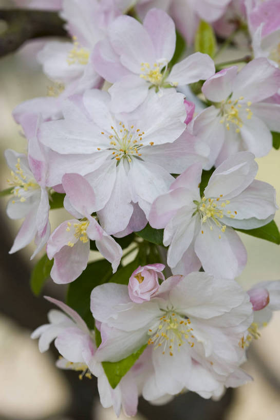 竖图,彩色,室外,特写,白天,海棠花,北京,中国,局部,图片,花,花朵,花卉,自然,竖,摄影,东亚,bj174