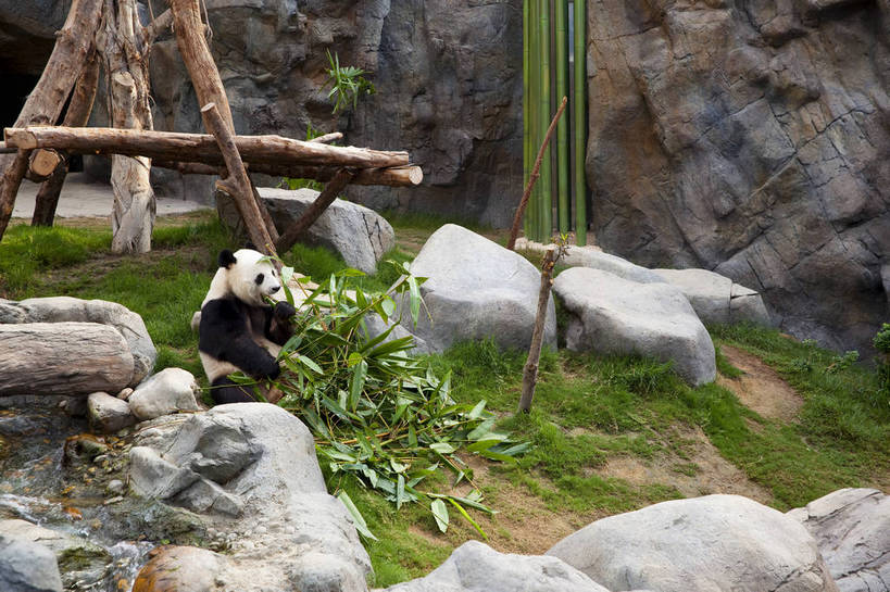 无人,吃,横图,彩色,室外,白天,旅游,度假,石头,名胜古迹,标志建筑,地标,建筑,竹子,熊猫,香港,中国,遗迹,石子,图片,古迹,文物,娱乐,建设,古建筑,海洋公园,动物,享受,休闲,国宝,旅游胜地,放松,可爱,珍稀动物,都市风光,文明,中国文化,古文明,石块,岩石,旅行,bj174