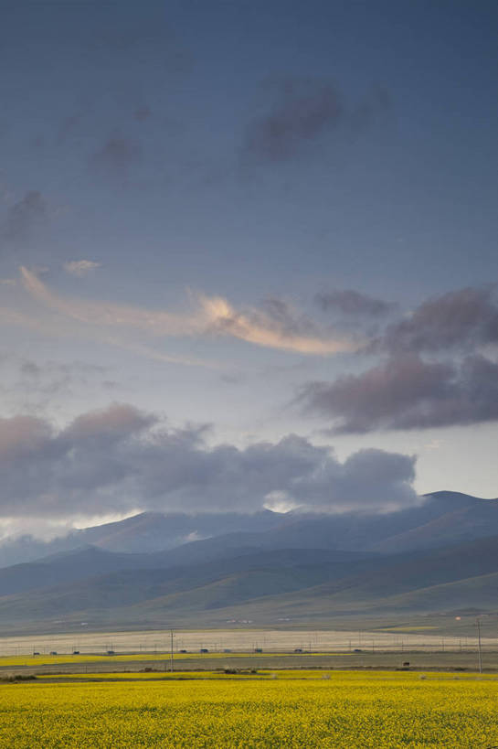 无人,农田,竖图,室外,白天,旅游,度假,农业,庄稼,农作物,花海,花圃,名胜古迹,田园,植物,标志建筑,地标,建筑,叶子,遗迹,盛开,田野,云,花蕾,古迹,文物,娱乐,建设,古建筑,花,花瓣,花朵,花卉,鲜花,绿色,蓝天,自然,花丛,花束,花田,平原,花苞,花蕊,油菜花,享受,休闲,旅游胜地,放松,风光,古文明,青海,旅行,耕地,庄稼田,油菜花田,芸苔,芸薹,bj174