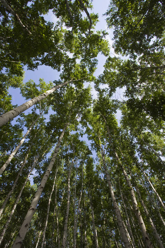 无人,竖图,彩色,室外,特写,白天,草原,森林,中国,亚洲,图片,树,自然,蒙,摄影,风光,东亚,内蒙古,中华人民共和国,华北地区,内蒙古自治区,呼伦贝尔,bj174