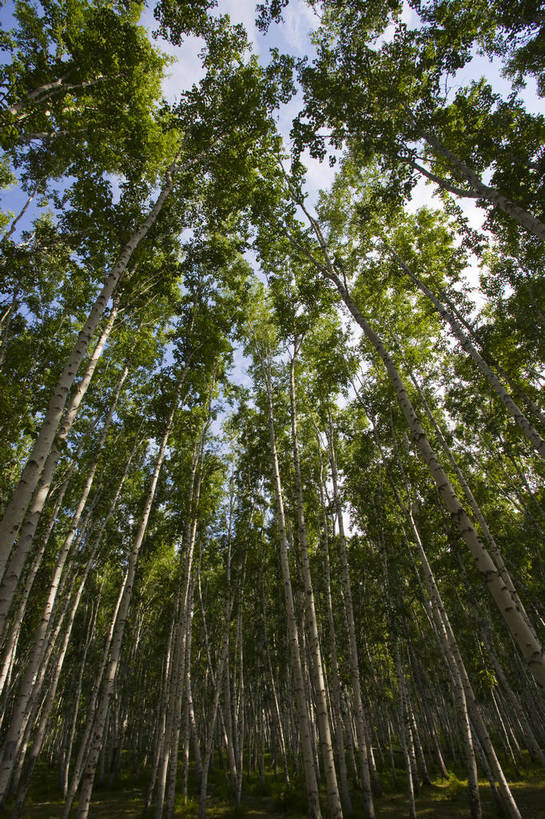 无人,竖图,彩色,室外,特写,白天,草原,森林,中国,亚洲,图片,树,自然,蒙,摄影,风光,东亚,内蒙古,中华人民共和国,华北地区,内蒙古自治区,呼伦贝尔,bj174