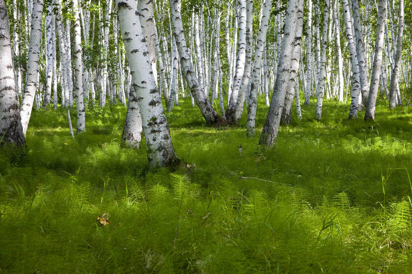 无人,横图,彩色,室外,特写,白天,草原,森林,中国,亚洲,图片,树,自然,蒙,摄影,风光,东亚,内蒙古,中华人民共和国,华北地区,内蒙古自治区,呼伦贝尔,bj174