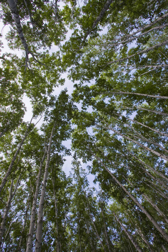 无人,竖图,彩色,室外,特写,白天,草原,森林,中国,亚洲,图片,树,自然,蒙,摄影,风光,东亚,内蒙古,中华人民共和国,华北地区,内蒙古自治区,呼伦贝尔,bj174