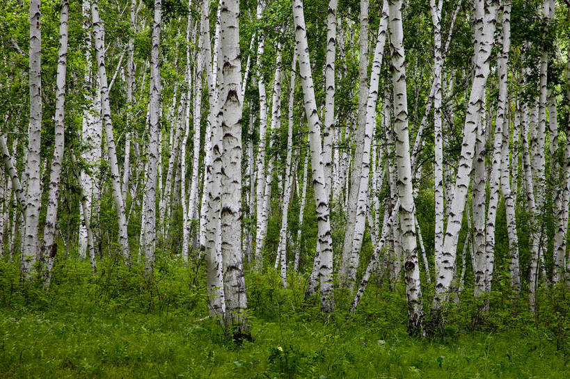 无人,横图,彩色,室外,特写,白天,草原,森林,中国,亚洲,图片,树,自然,蒙,摄影,风光,东亚,内蒙古,中华人民共和国,华北地区,内蒙古自治区,呼伦贝尔,bj174