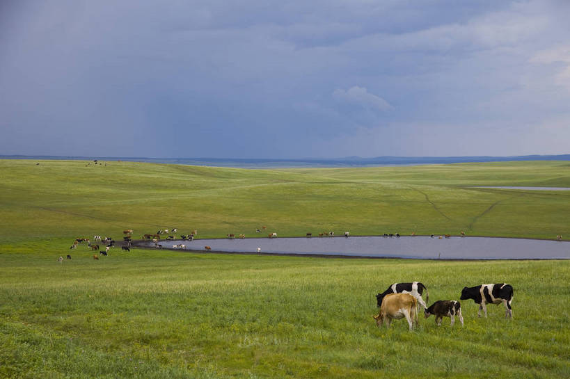 无人,横图,彩色,室外,白天,草地,草原,田园,牛,中国,亚洲,放牧,图片,水塘,白云,天空,自然,蒙,摄影,风光,原野,东亚,内蒙古,中华人民共和国,华北地区,内蒙古自治区,呼伦贝尔,bj174
