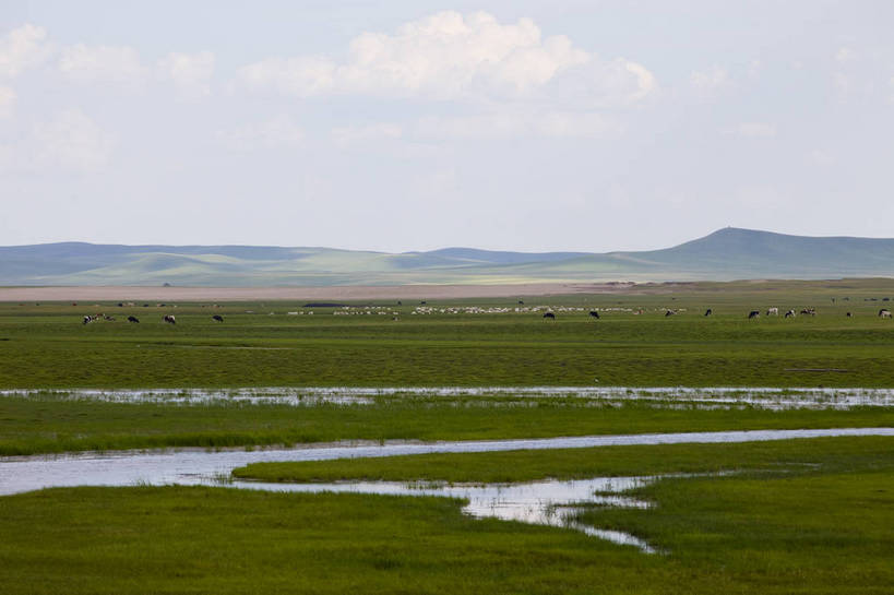 无人,横图,彩色,室外,白天,草地,草原,田园,牛,中国,亚洲,放牧,图片,水塘,白云,天空,自然,蒙,摄影,风光,原野,东亚,内蒙古,中华人民共和国,华北地区,内蒙古自治区,呼伦贝尔,bj174