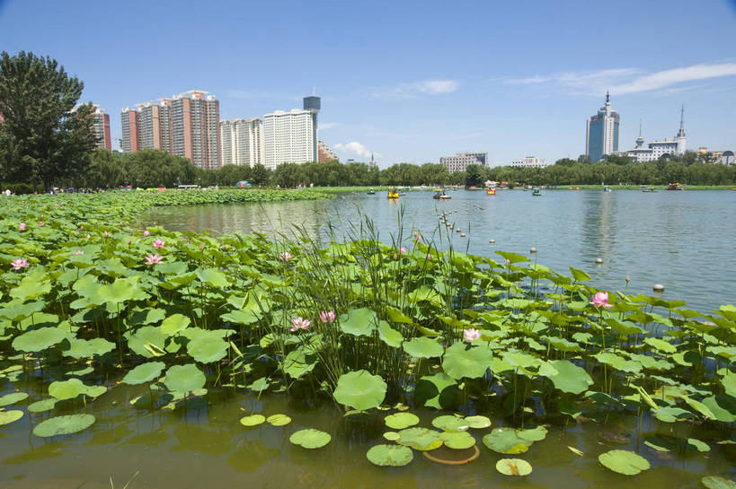 无人,摄影师,公园,横图,彩色,室外,白天,仰视,城市,北京,中国,亚洲,池塘,水池,美丽,东方,白云,蓝天,阳光,摄影,晴天,优美,水生植物,摄像师,心旷神怡,荷花,旅行,淡雅,莲花池公园,bj174